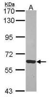 Rhotekin antibody