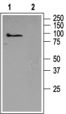TRPC5 antibody