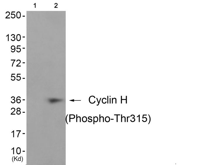 Cyclin H (phospho Thr315) antibody