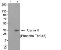 Cyclin H (phospho Thr315) antibody
