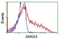 Annexin III antibody [1A9]
