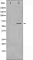 CaMKII alpha (phospho Thr305) antibody