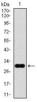 Glypican-3 antibody [9C2]
