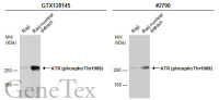 ATR (phospho Thr1989) antibody