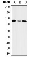 SLC9A5 antibody