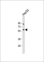 ANGPTL3 antibody, N-term