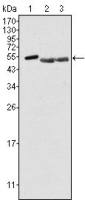 Brk antibody [2H12B8]
