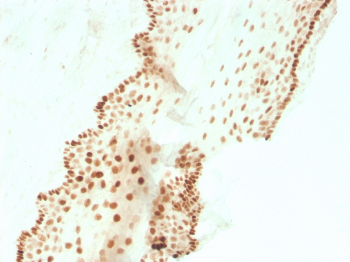 SOX2 antibody [SOX2/3811R]
