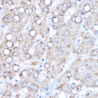 Aminoadipate aminotransferase antibody