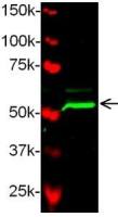 Bmp2b antibody