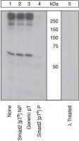 SMAD2 (phospho Thr8) antibody