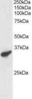 RNF3 antibody