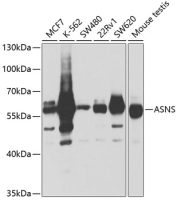 Asparagine synthetase antibody