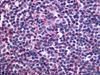 EDG6 antibody