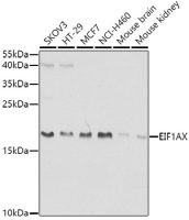EIF1A antibody