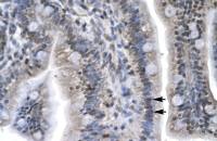 LEF1 antibody
