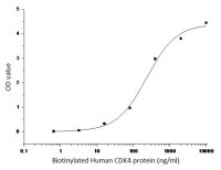 Human CDK4 protein, GST tag