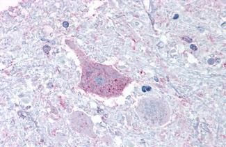 TGR7 / MRGD antibody