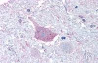 TGR7 / MRGD antibody