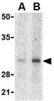 SLUG antibody