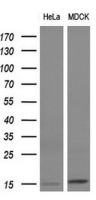 FSH beta antibody [3A9]