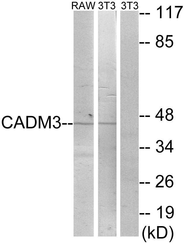 CADM3 antibody