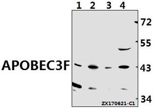 APOBEC3D + APOBEC3F antibody