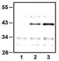 ERK1 antibody [E32]