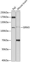mGluR3 antibody