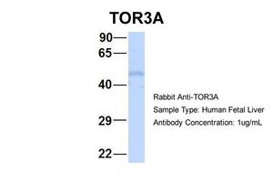 TOR3A antibody, Internal