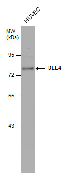 DLL4 antibody [N1N2], N-term