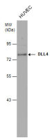DLL4 antibody [N1N2], N-term