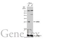 GRB2 antibody