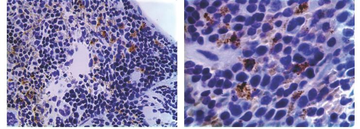 Dendritic Cell Marker antibody [MAB0801]