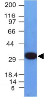 PCNA antibody [PCNA/694]