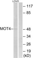 MCT4 antibody