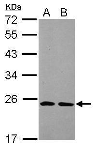 THOC7 antibody