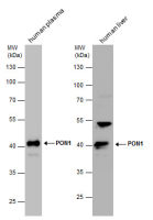 PON1 antibody