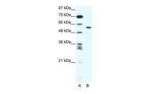 RUNX2 antibody, Internal