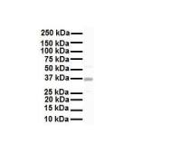 KCNAB2 antibody, C-term