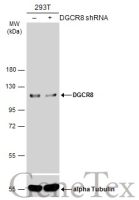 DGCR8 antibody