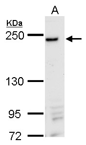 DNMBP antibody