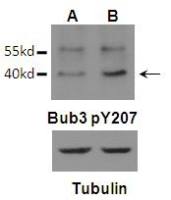 BUB3 (phospho Tyr207) antibody