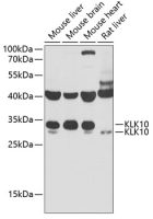Kallikrein 10 antibody