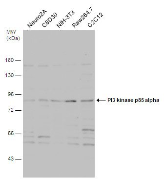 PI3 kinase p85 alpha antibody