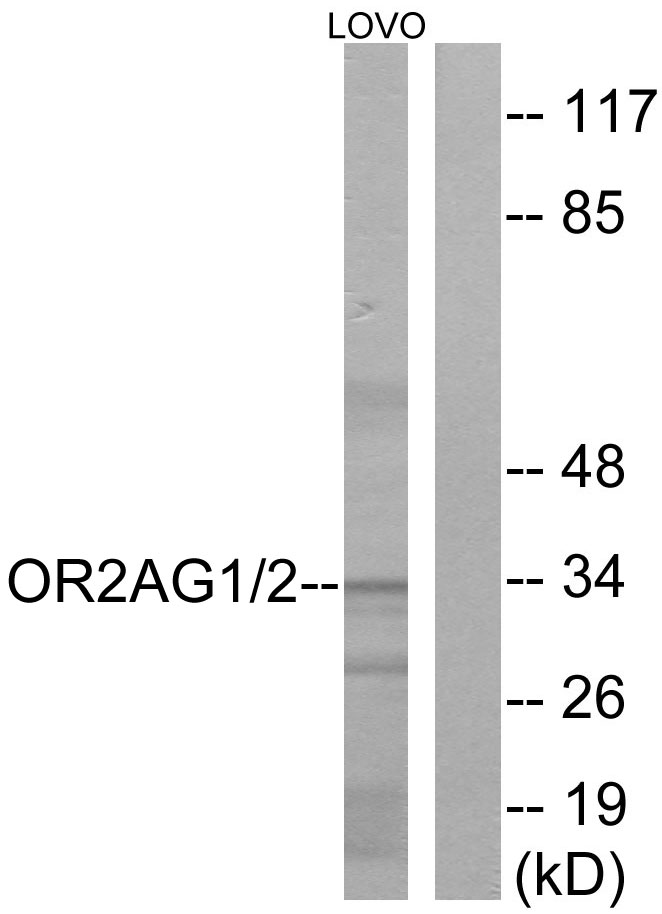 OR2AG1 + OR2AG2 antibody