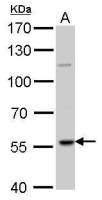 RAG2 antibody