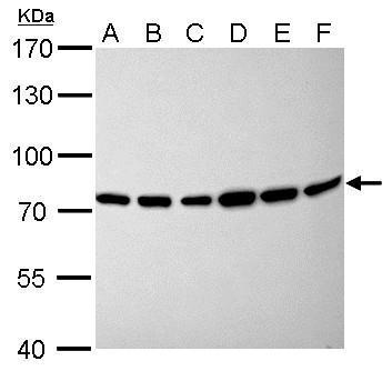 Moesin antibody [C2C3], C-term