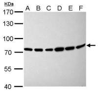 Moesin antibody [C2C3], C-term