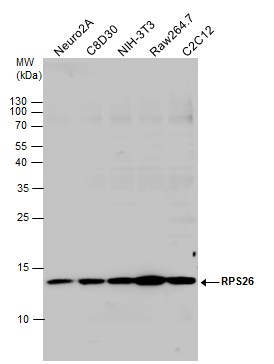 RPS26 antibody
